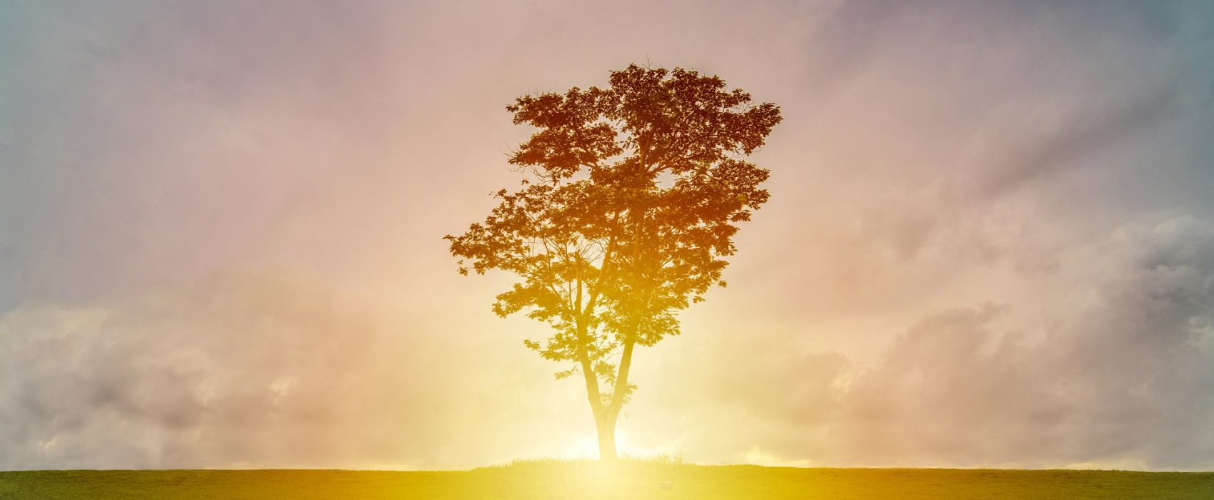 sun behind tree