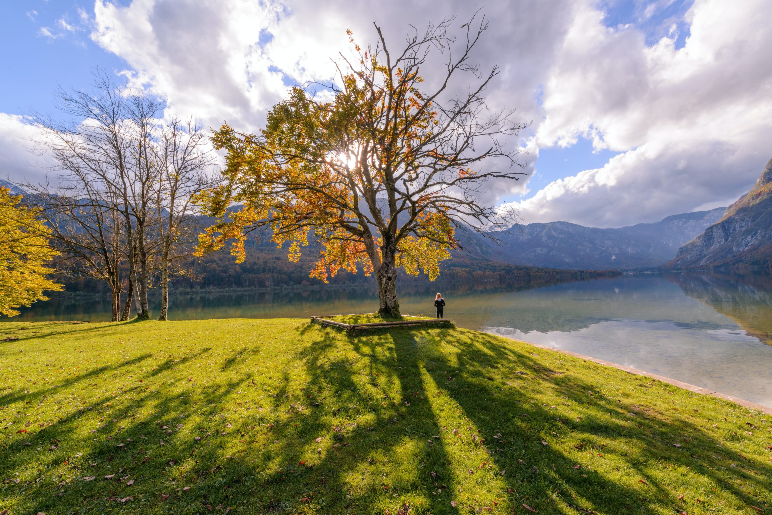 Person under a tree